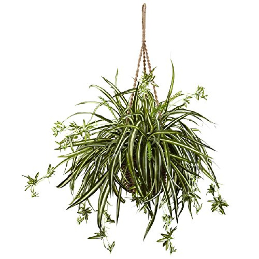 Spider Plant Hanging - Spider Plant Hanging Basket for indoor