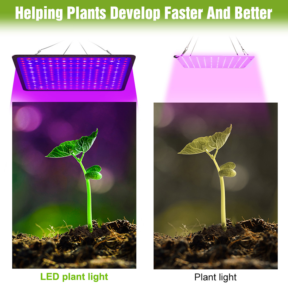 400W LED Grow Light Full Spect - Echeveria Succulent 评论和价格