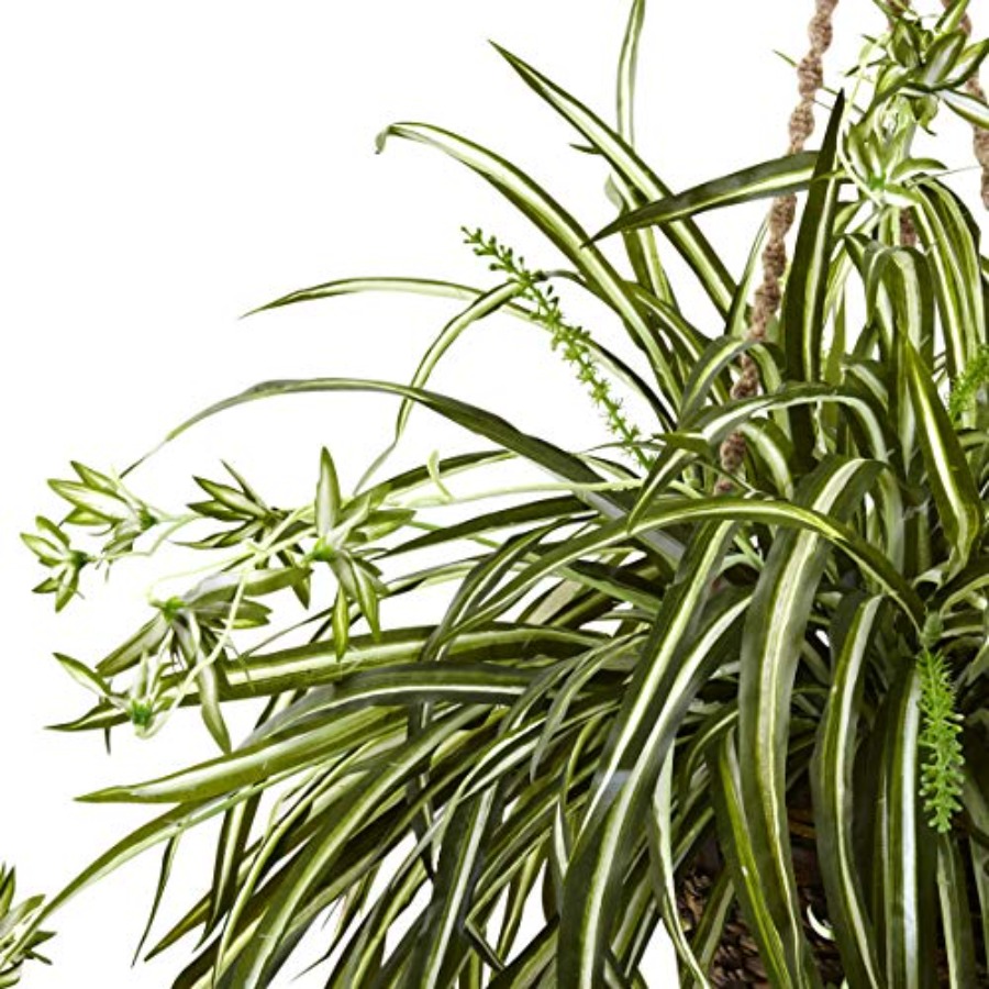 Spider Plant Hanging Basket fo - Spider Plant Hanging 评论和价格