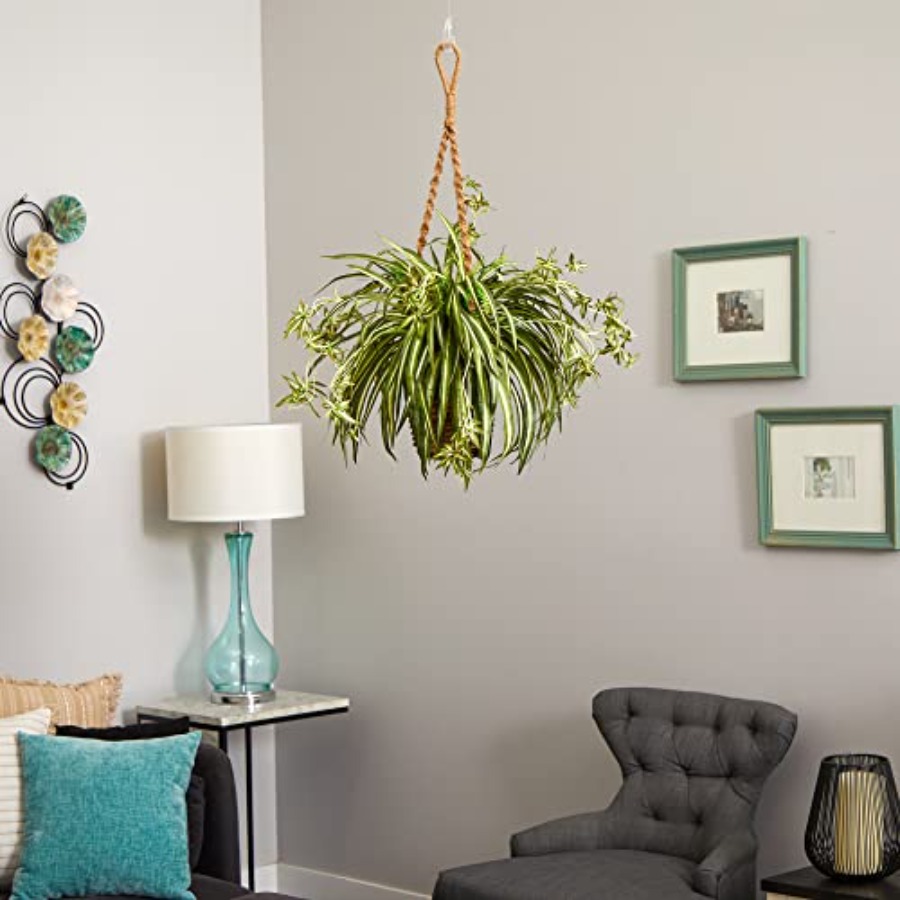 Spider Plant Hanging Basket fo - Spider Plant Hanging 评论和价格