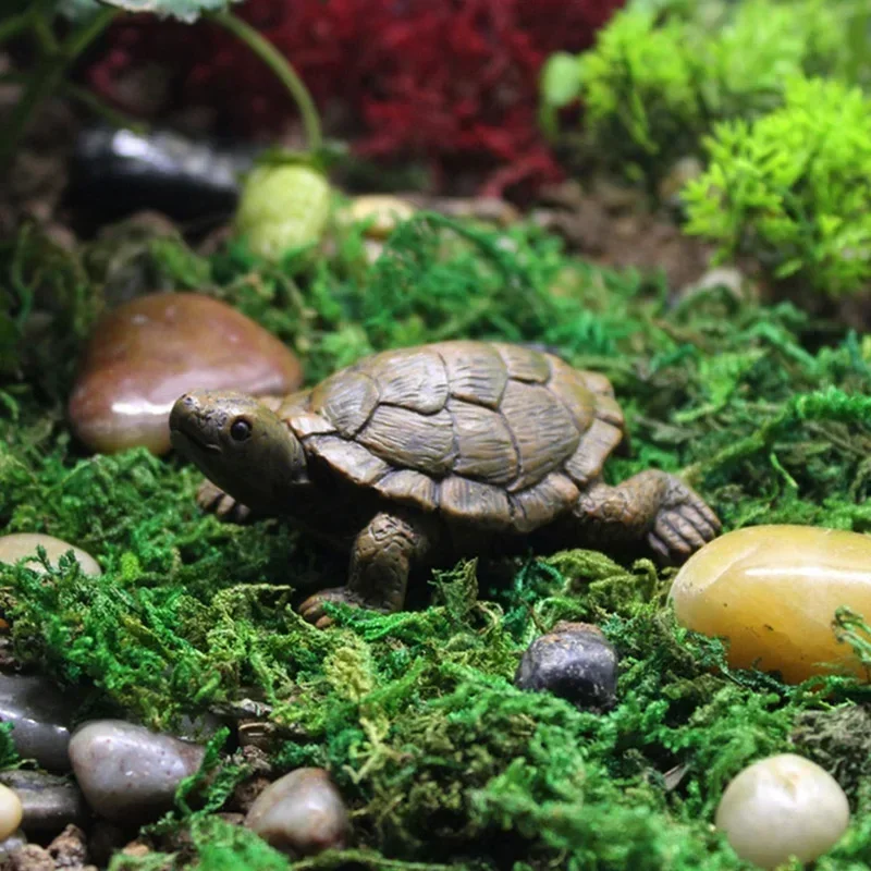 Simulation of Small Turtle Res - Echeveria Succulent 评论和价格