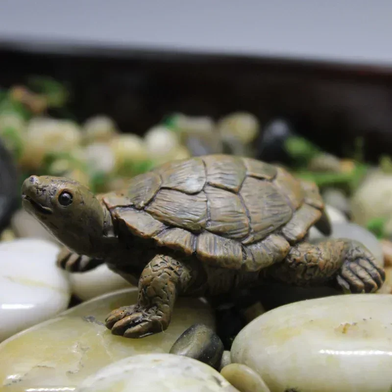 Simulation of Small Turtle Res - Echeveria Succulent 评论和价格