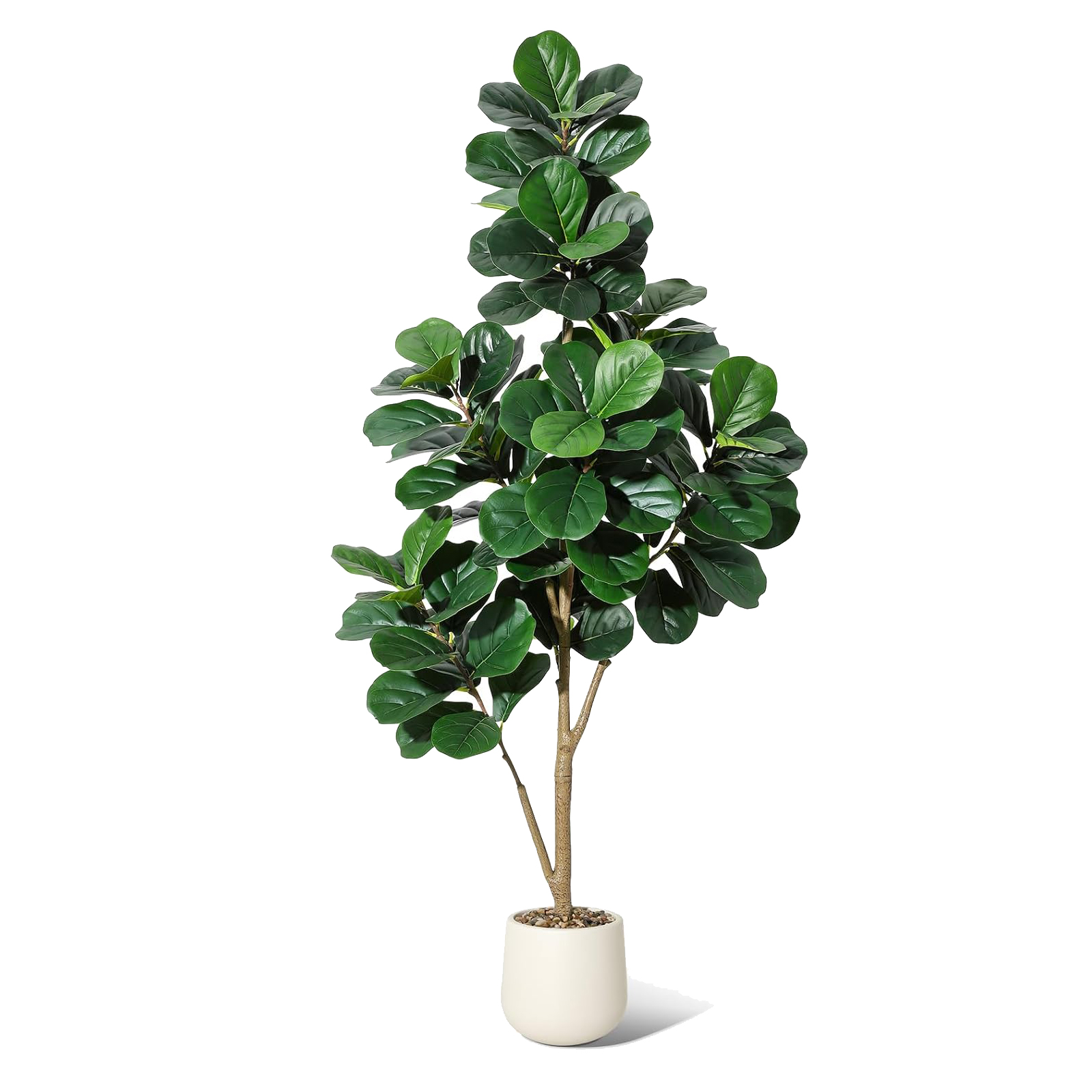 4-7 FT Fiddle Leaf Fig Tree Ar - Ficus Lyrata Tree 评论和价格