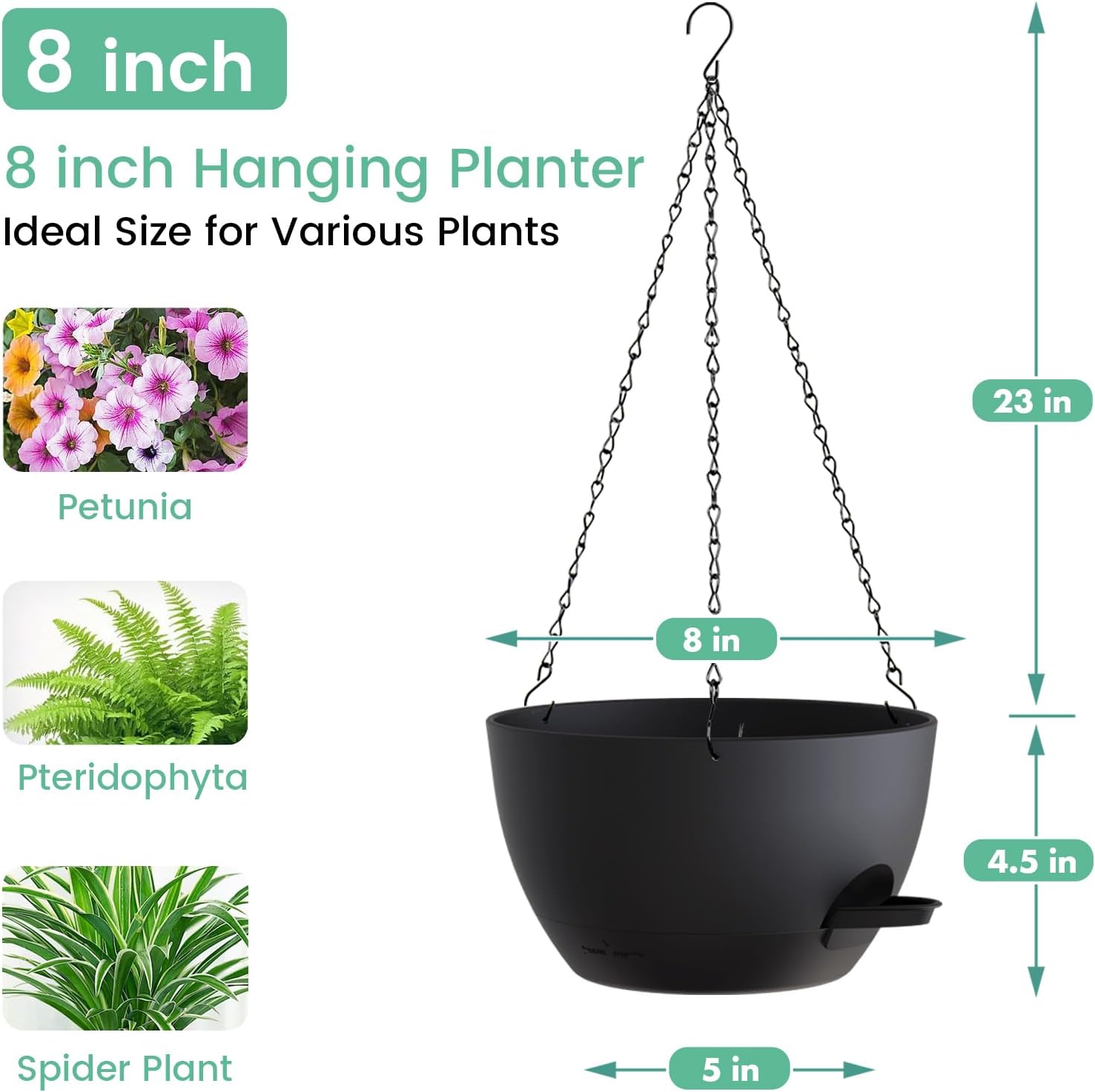 8 Inch Self Watering Hanging P - Spider Plant Hanging 评论和价格