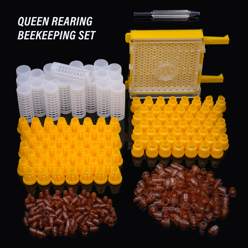 Germany Jenter Queen Rearing K - Begonia Rex 评论和价格