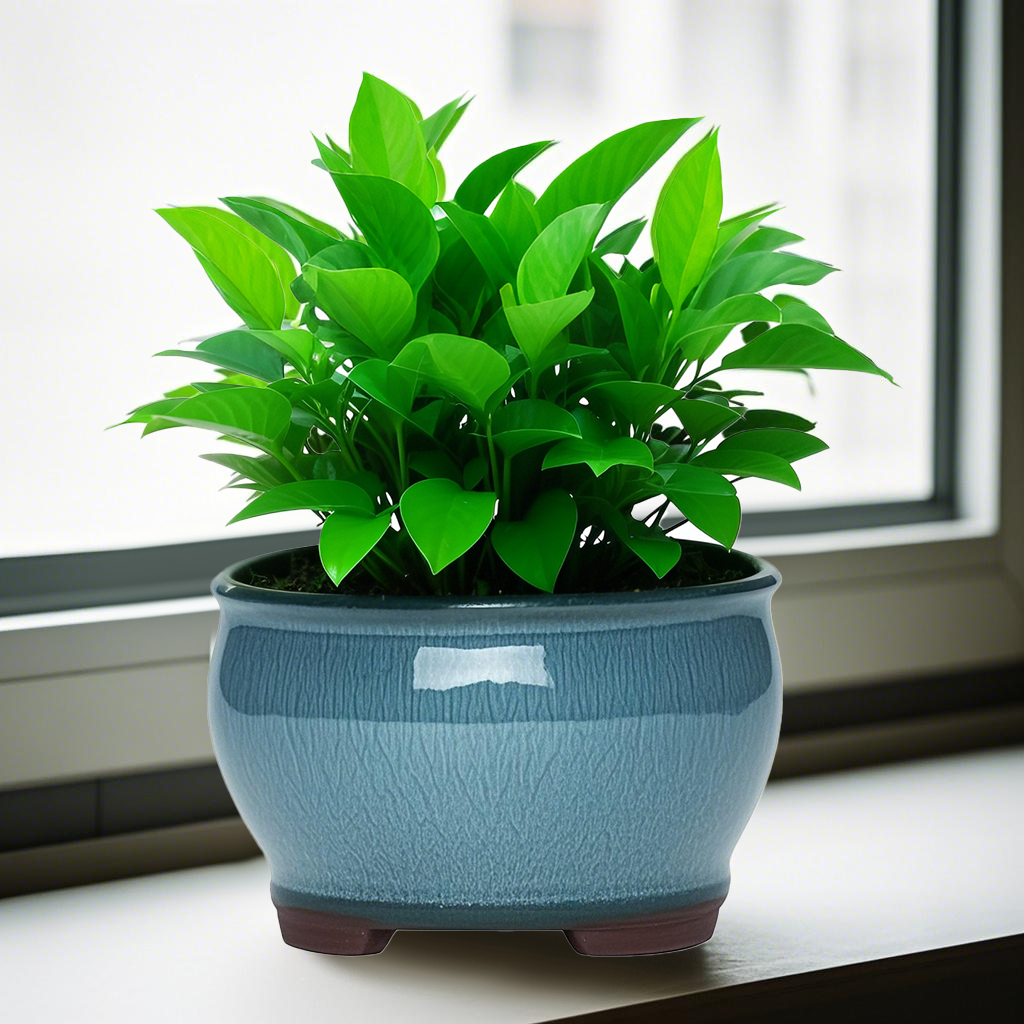 Ceramic Garden Planter Pots Ce - Aloe Vera Pot 评论和价格