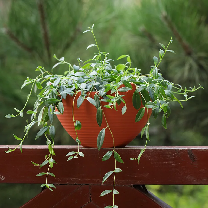 Plastic hanging basket flower  - Spider Plant Hanging 评论和价格